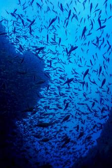 西伊豆・雲見 洞窟とたくさんの魚影 西伊豆・雲見 洞窟とたくさんの魚影 スキューバダイビング,洞窟,ダイビングの写真素材