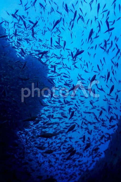 西伊豆・雲見　洞窟とたくさんの魚影 スキューバダイビング,洞窟,ダイビングの写真素材