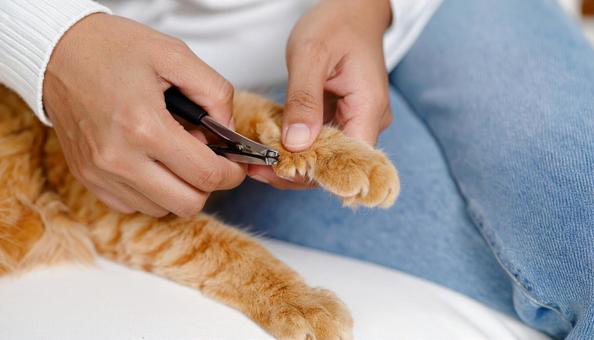 猫の爪切りをする飼い主の女性 猫の爪切りをする飼い主の女性の写真