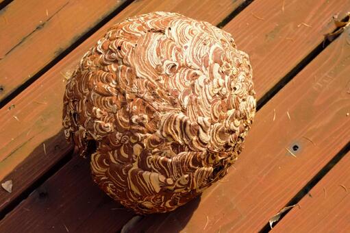 キイロスズメバチの巣　２ キイロスズメバチ,ハチの巣,巣作りの写真素材