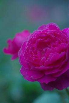 Photo, rose, pink flowers, rose of pink, 