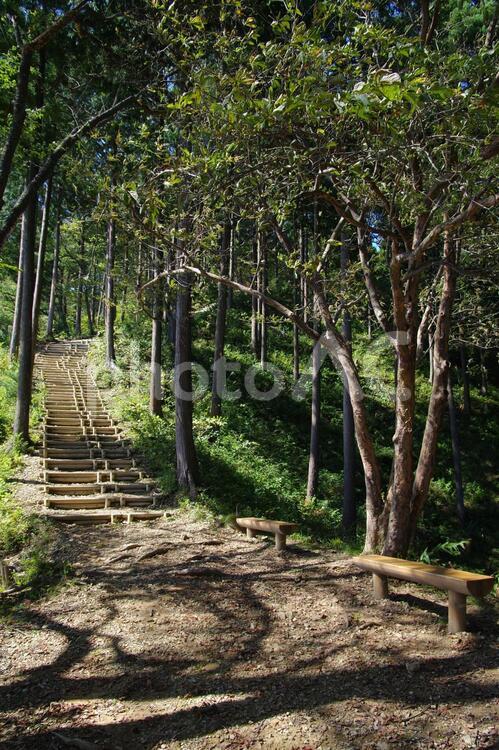 登山道のベンチと階段 登山,ハイキング,日の出山の写真素材