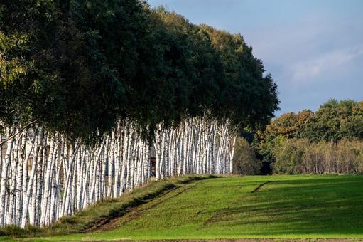 午後の日差しに白く輝く連なる白樺並木の写真