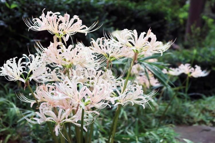 ほんのりピンクの彼岸花 彼岸花,ヒガンバナ,曼珠沙華の写真素材