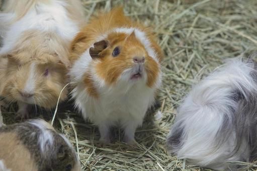 guinea pig, JPG