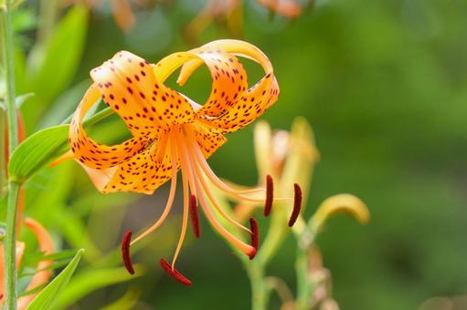 Tiger lily, JPG Tiger lily, JPG