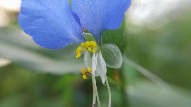 朝咲いて昼にはしぼむはかないつゆくさの花 朝咲いて昼にはしぼむはかないつゆくさの花の写真
