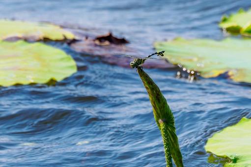 Photo, dragonfly, uchiwayanma, insect, 