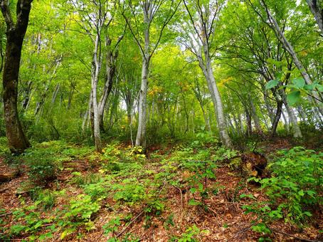 登山道の樹林帯（守門岳）の写真