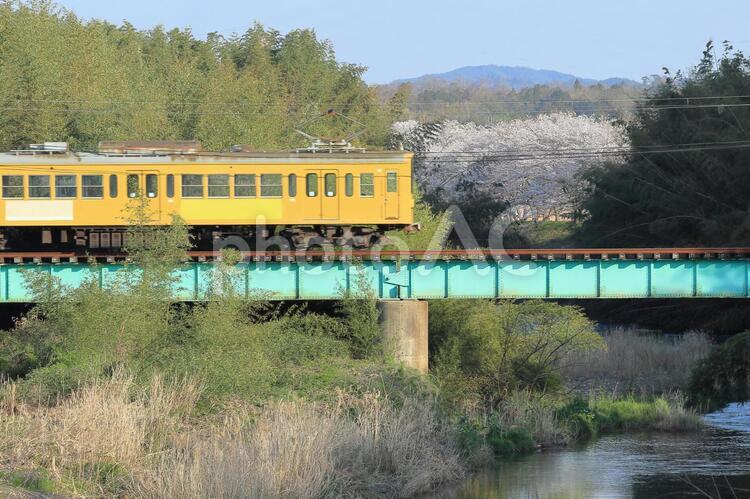 電車と桜 電車,近江鉄道,桜の写真素材
