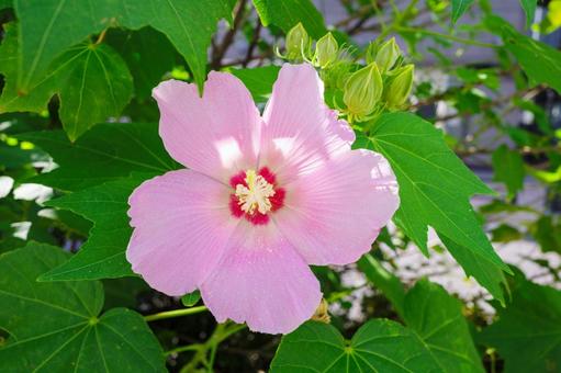 夏に咲く芙蓉の花と蕾 夏に咲く芙蓉の花と蕾の写真
