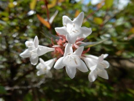 【花の写真】ハナゾノツクバネウツギ 【花の写真】ハナゾノツクバネウツギの写真