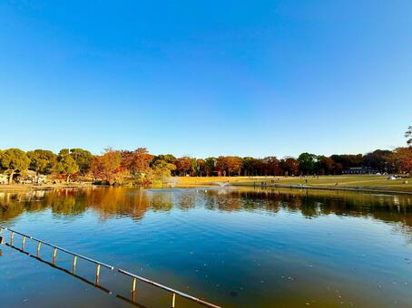 秋の多摩中央公園の池とブルースカイ 青空,空,ブルースカイの写真素材