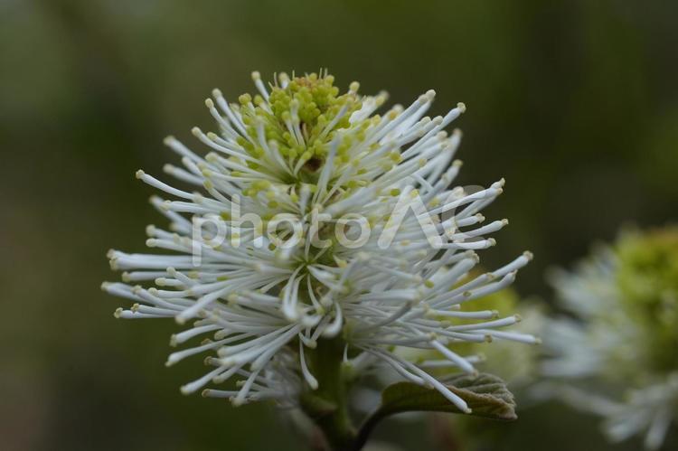 シロバナマンサク（白花万作） シロバナマンサク,白花マンサク,フォサギラ・マヨールの写真素材