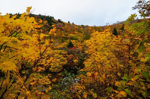 錦繍の紅葉と栗駒山の山肌 錦繍の紅葉と栗駒山の山肌 秋,紅葉,黄葉の写真素材