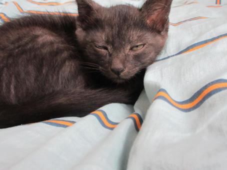 黒猫 黒猫 blackcat,cat,kittyの写真素材