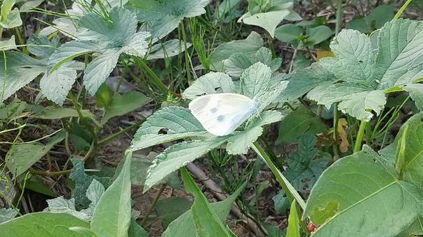 A cabbage white butterfly arrives in the garden, JPG A cabbage white butterfly arrives in the garden, JPG