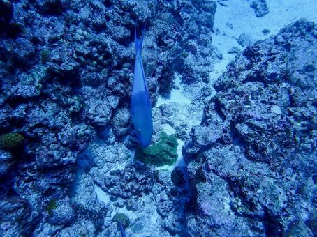 アオブダイ属の1種 イラブチャー,アオブダイ,ブダイの仲間の写真素材