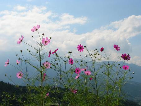 コスモス 2009 02 コスモス 2009 02の写真