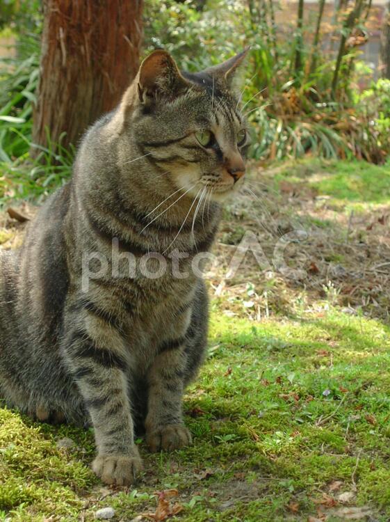 自然の中の猫 猫,ねこ,ネコの写真素材