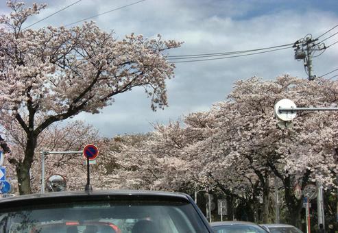 清水公園の桜-56 清水公園の桜-56の写真