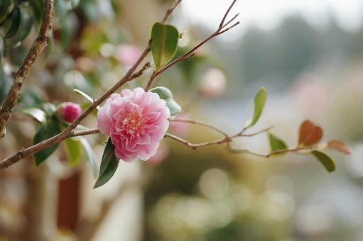 春の日差しに咲くピンクの椿の花 春の日差しに咲くピンクの椿の花の写真