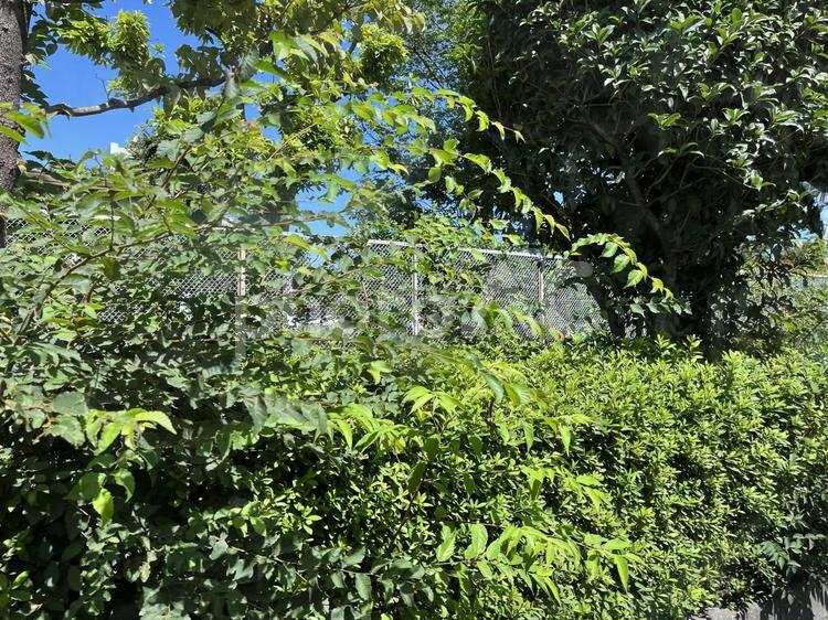 柵を囲む草木 木,草,空の写真素材
