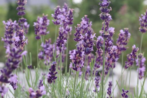 ラベンダー ラベンダー ラベンダー,花,植物の写真素材