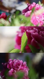 Photo, flower, peony, present, 