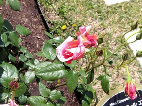 花・マダム エドゥアール エリオ 花・マダム エドゥアール エリオの写真