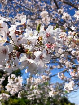 満開の桜と青空_桜アップ4 桜,青空,満開の写真素材