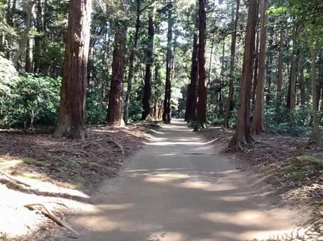 鹿島神社境内 鹿島神社境内 杉,神社,参道の写真素材