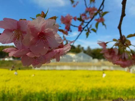 桜と菜の花 桜と菜の花の写真