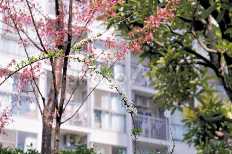 ユキヤナギとオカメザクラ ユキヤナギ,花,白の写真素材