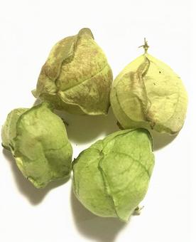 風船かずら 風船かずら 植物,フウセンカズラ,グリーンカーテンの写真素材