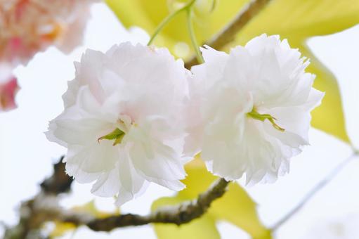 薄紅色の八重桜　普賢象 普賢象,桜,八重桜の写真素材