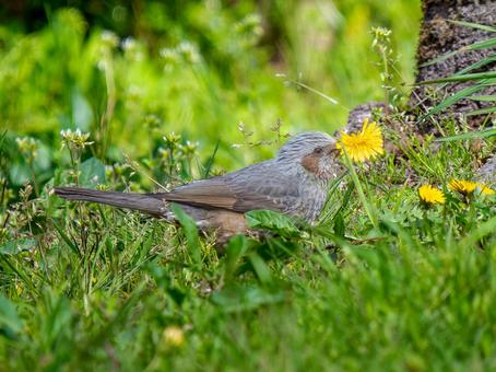 タンポポを食べるヒヨドリ タンポポを食べるヒヨドリの写真