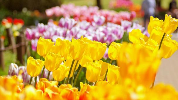 チューリップ-153 チューリップ,黄色,ピンクの写真素材