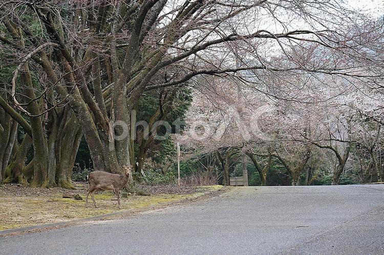 諭鶴羽ダム76　桜と野生の鹿 兵庫県,南あわじ市,諭鶴羽ダムの写真素材