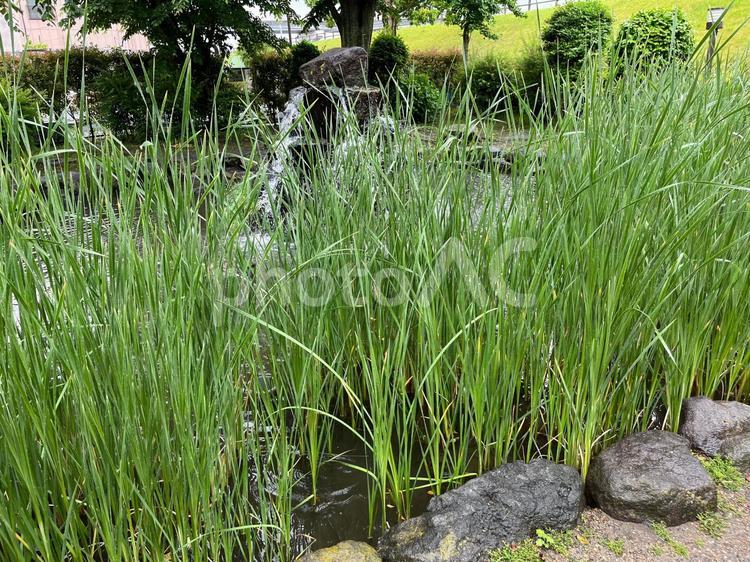噴水と池と草 草,池,噴水の写真素材