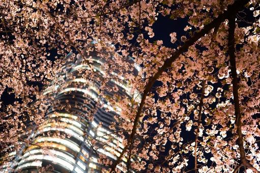 桜越しの六本木ヒルズ 桜越しの六本木ヒルズ 桜,夜桜,高層ビルの写真素材
