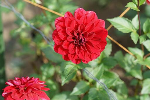 宝塚ダリア園　秋　ダリア790　榛原の里 宝塚市,宝塚ダリア園,ダリアの写真素材