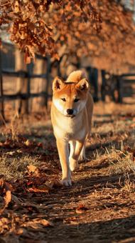秋の光に包まれる柴犬の写真