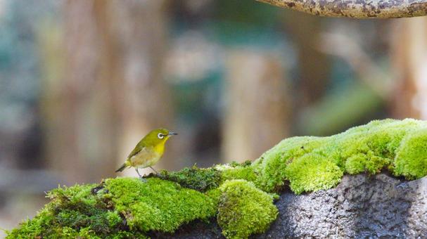 Japanese white-eye on moss, JPG Japanese white-eye on moss, JPG