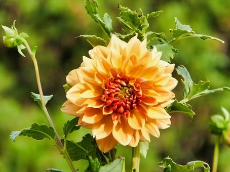ダリア 見事なオレンジ色の花 ダリア 見事なオレンジ色の花 ダリア,花,夏の写真素材