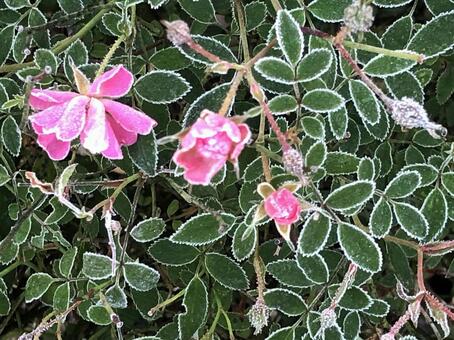 霜と花 小さな世界,アート,マクロの写真素材