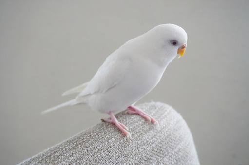 アルビノのセキセイインコ セキセイインコ,インコ,小鳥の写真素材