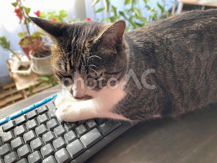 仕事中邪魔しにきた猫 ペット,動物,仕事猫の写真素材