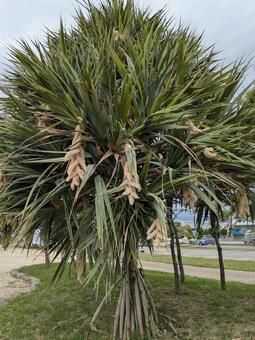 根を張るタコノキ 植物,自然,花の写真素材