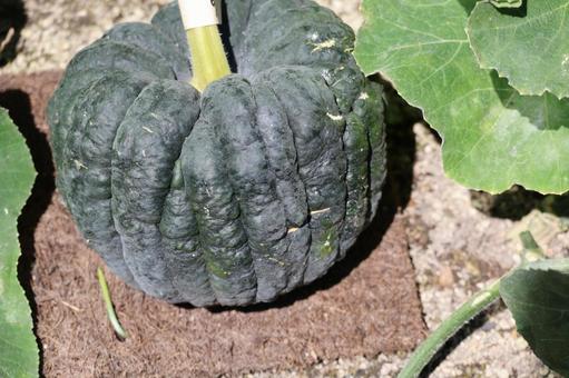 かぼちゃの植わっている土の畑 かぼちゃの植わっている土の畑の写真